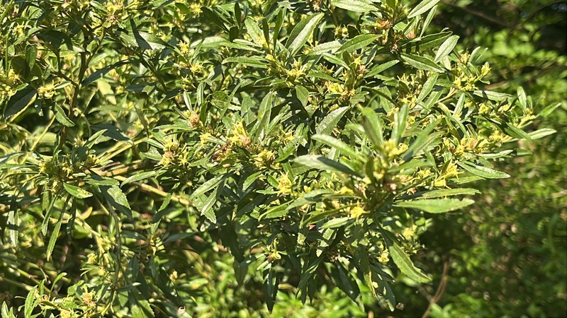 Baccharis dentata photo 6