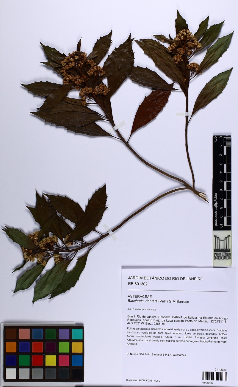 Baccharis dentata photo 8