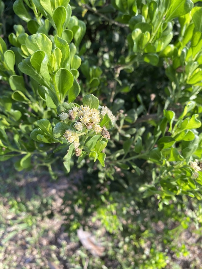 Broombush False Willow photo 2