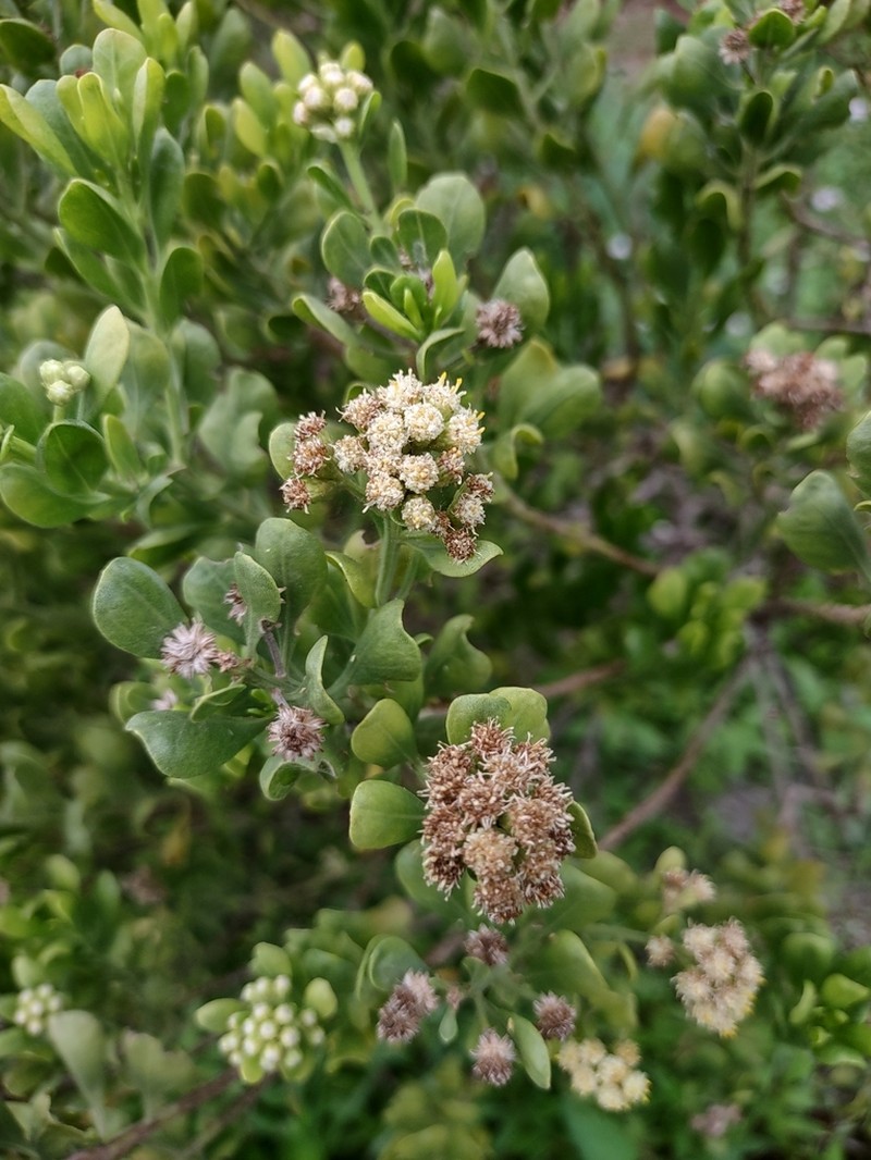 Broombush False Willow photo 4