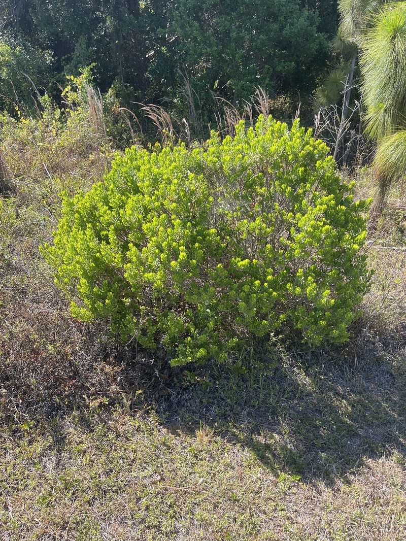 Broombush False Willow photo 6