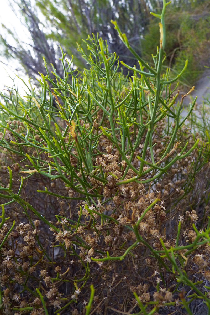 Baccharis divaricata