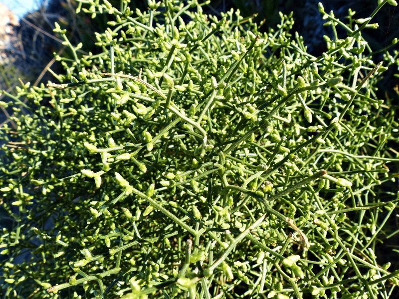 Baccharis divaricata photo 2