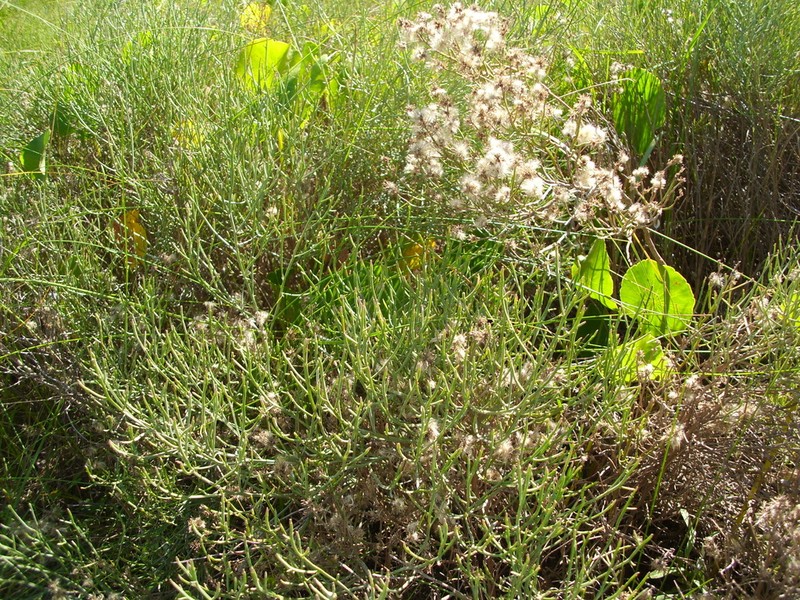 Baccharis divaricata photo 3