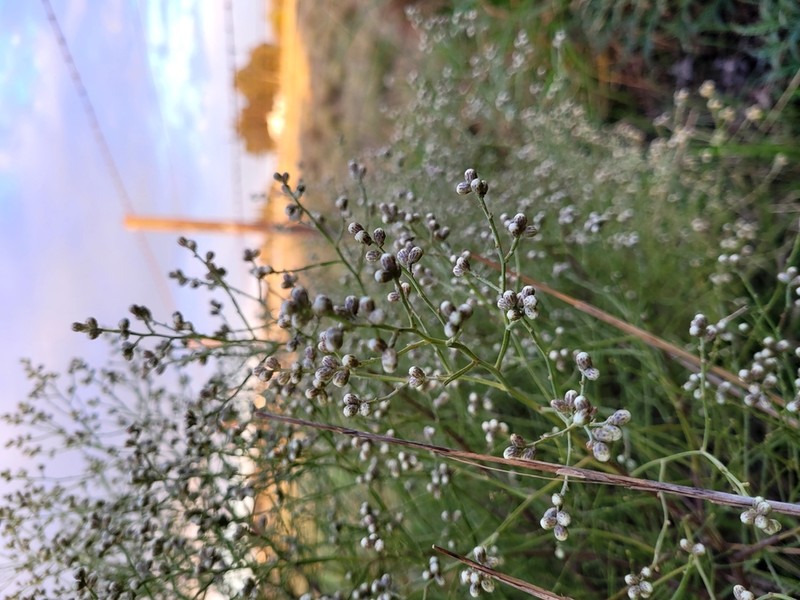 Baccharis divaricata photo 4
