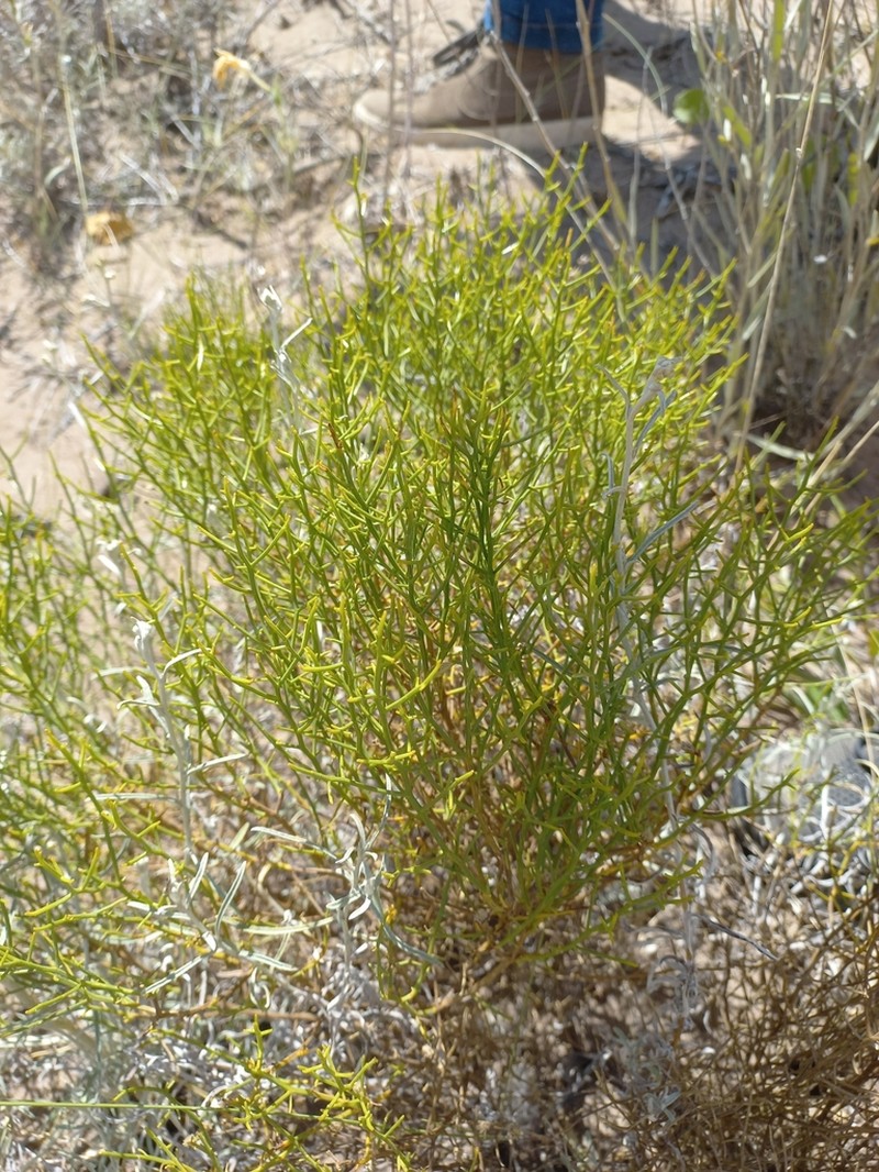 Baccharis divaricata photo 5