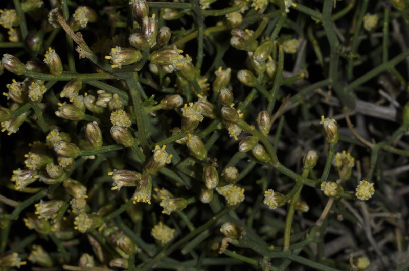 Baccharis divaricata photo 6