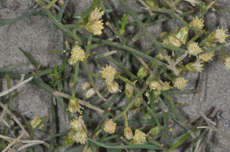 Baccharis divaricata photo 7