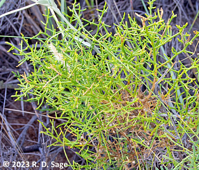 Baccharis divaricata photo 8