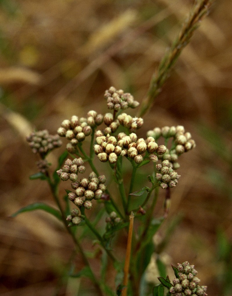 Saltmarsh Baccharis