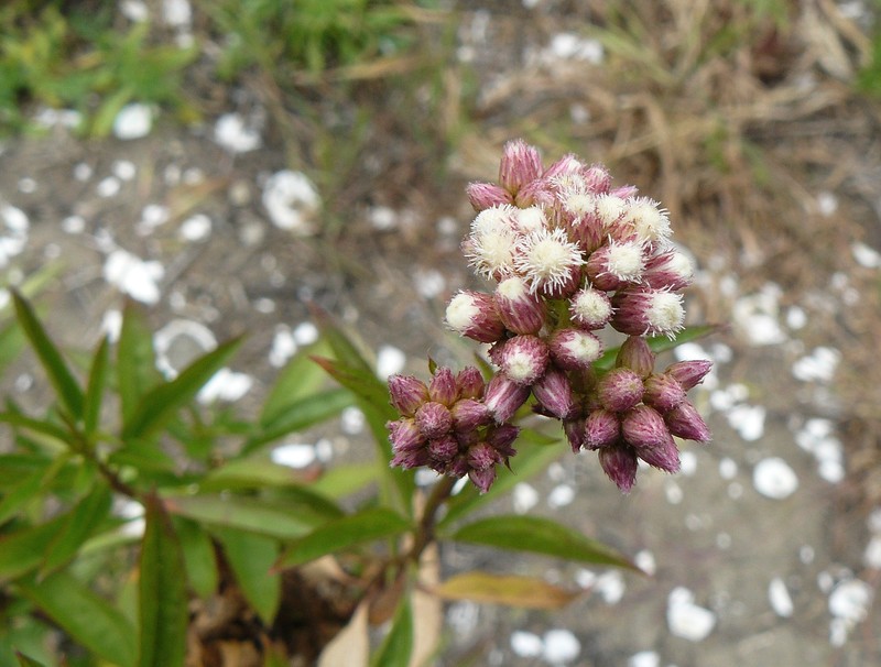 Saltmarsh Baccharis photo 2