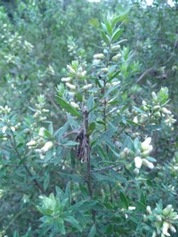 Baccharis dracunculifolia