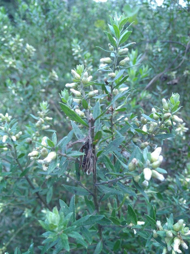 Baccharis dracunculifolia