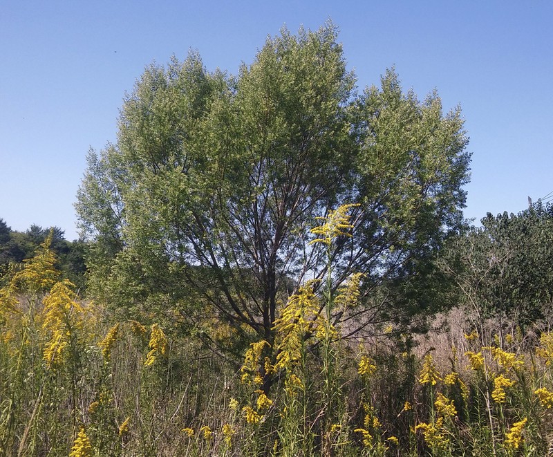 Baccharis dracunculifolia photo 2