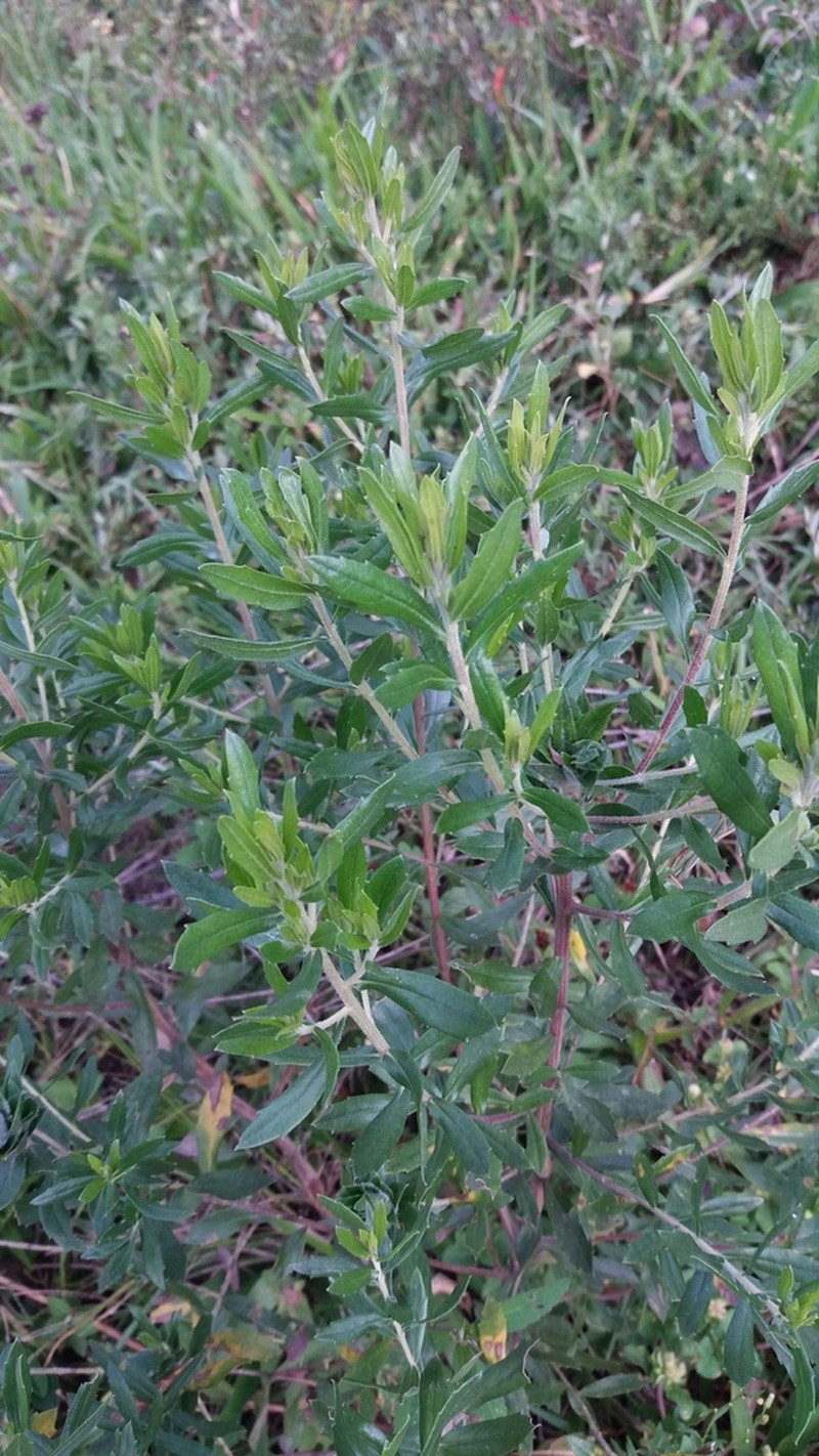 Baccharis dracunculifolia photo 3