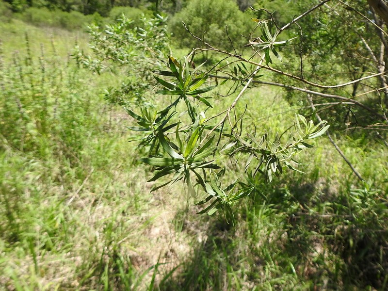 Baccharis dracunculifolia photo 4