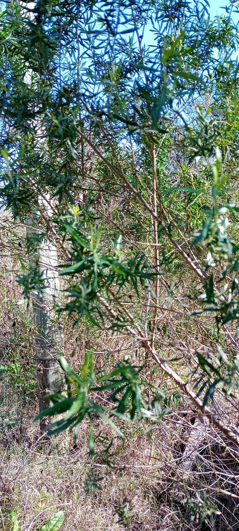 Baccharis dracunculifolia photo 5