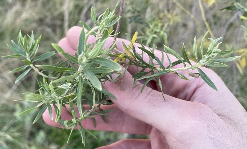 Baccharis dracunculifolia photo 6