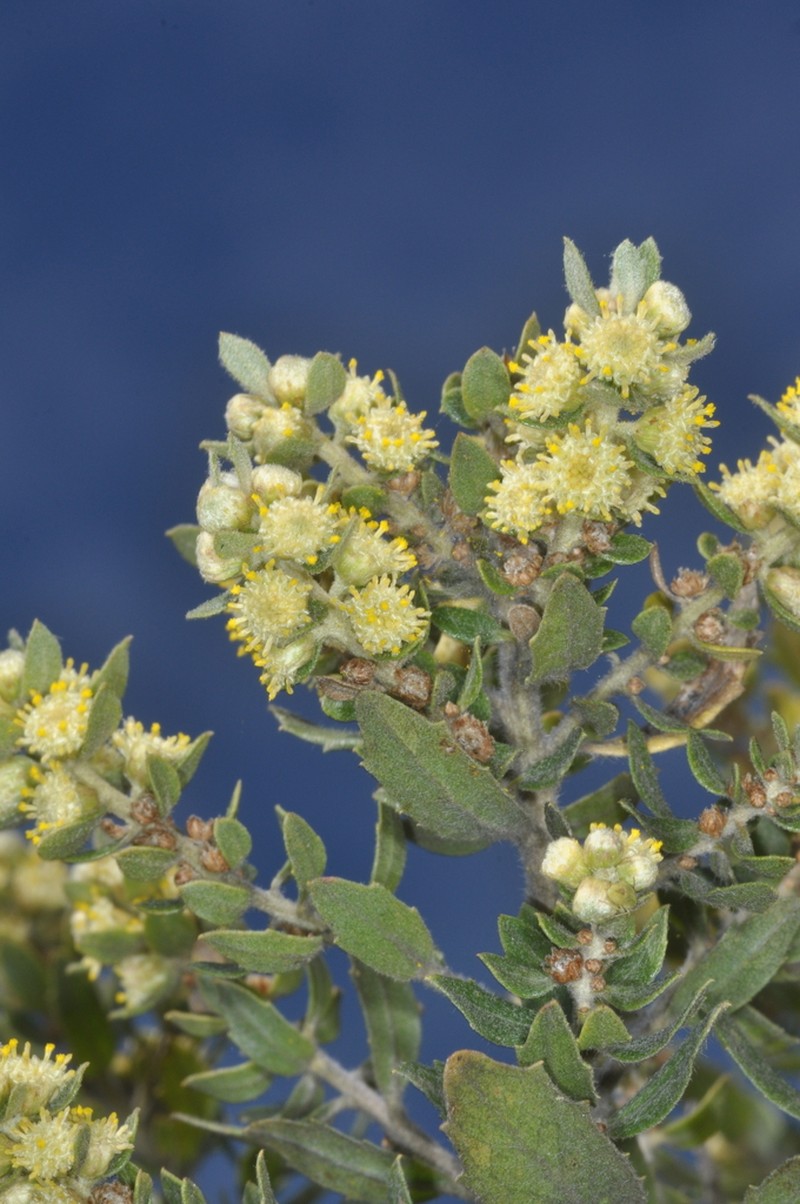 Baccharis dracunculifolia photo 7