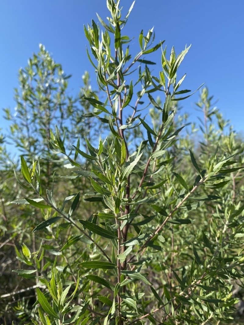 Baccharis dracunculifolia photo 8