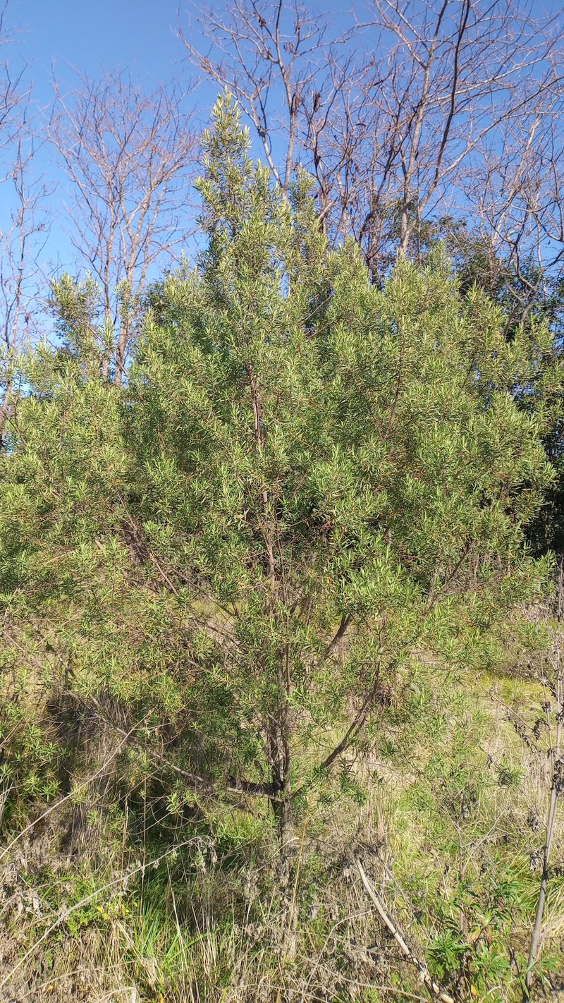 Baccharis dracunculifolia subsp. dracunculifolia