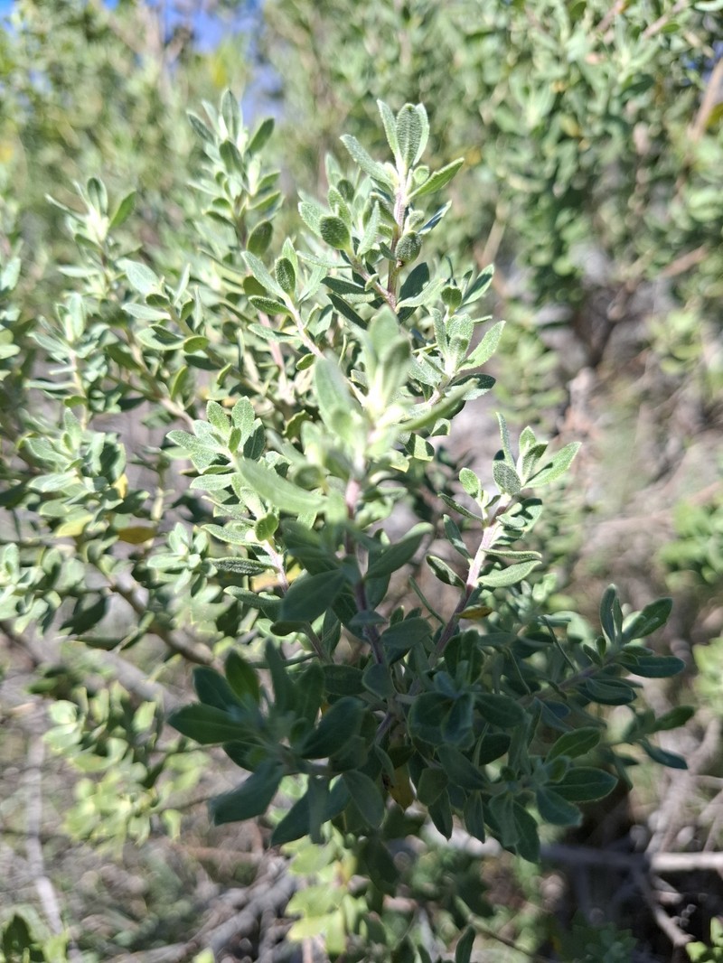 Baccharis dracunculifolia subsp. tandilensis