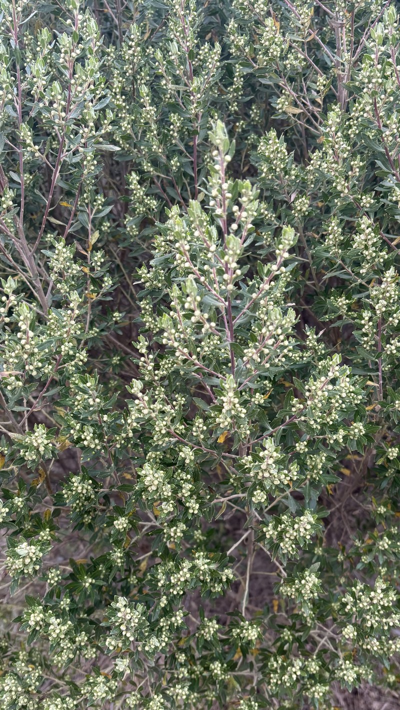 Baccharis dracunculifolia subsp. tandilensis photo 2