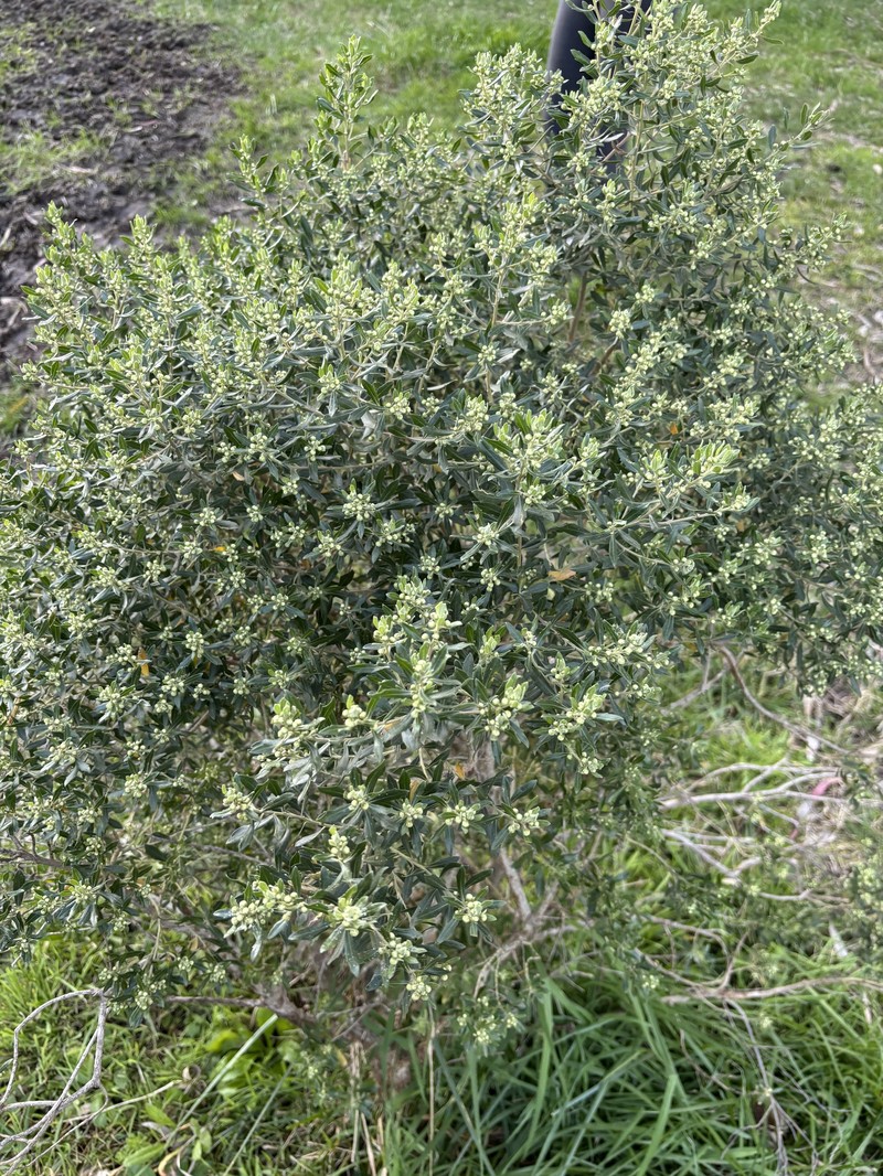 Baccharis dracunculifolia subsp. tandilensis photo 3