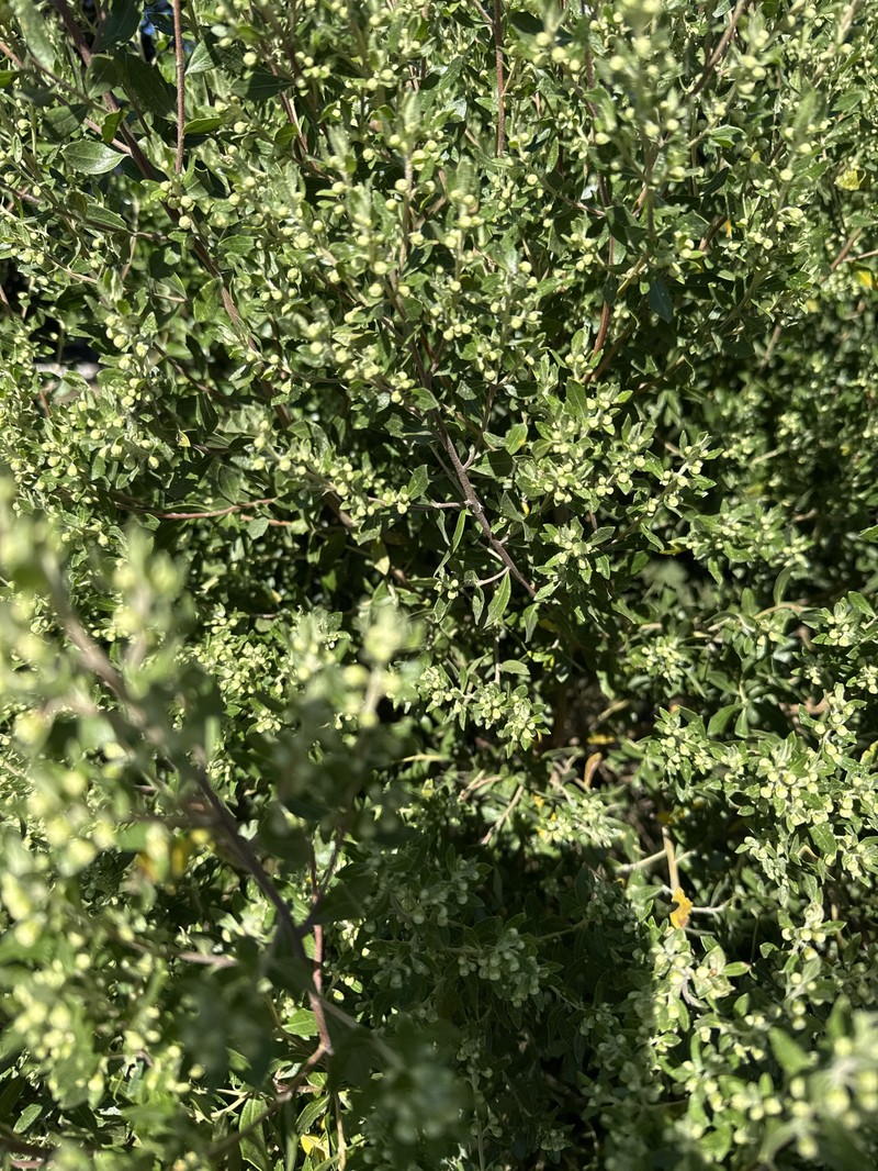 Baccharis dracunculifolia subsp. tandilensis photo 4