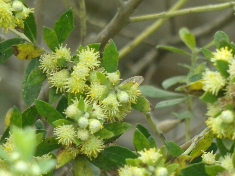 Baccharis dracunculifolia subsp. tandilensis photo 5