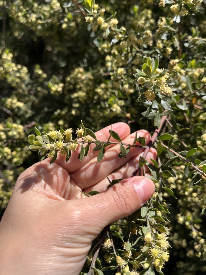 Baccharis dracunculifolia subsp. tandilensis photo 6