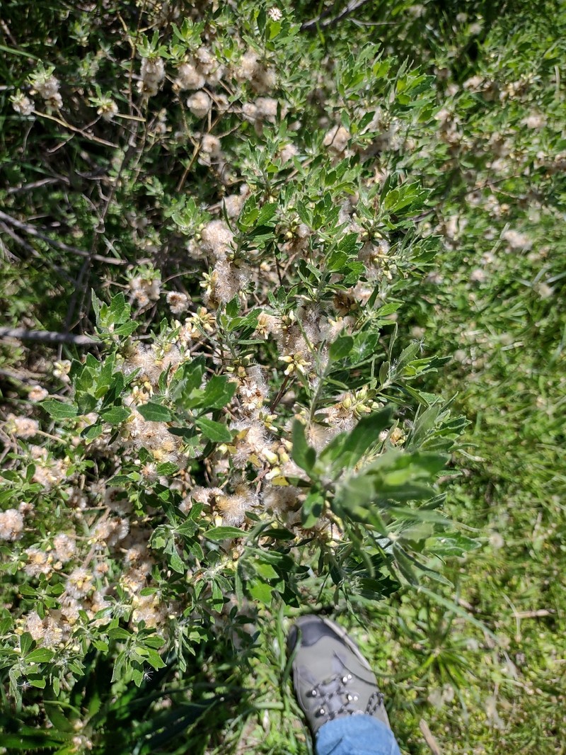 Baccharis dracunculifolia subsp. tandilensis photo 7