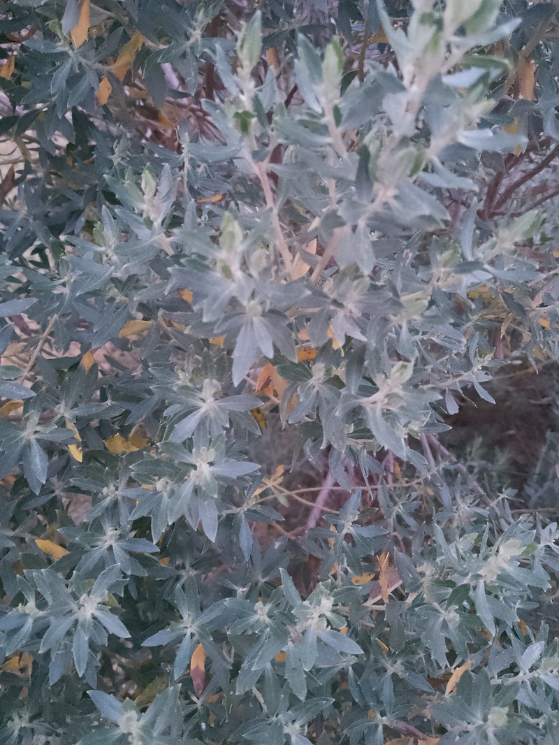 Baccharis dracunculifolia subsp. tandilensis photo 8
