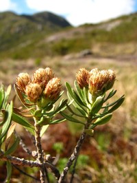 Baccharis dubia