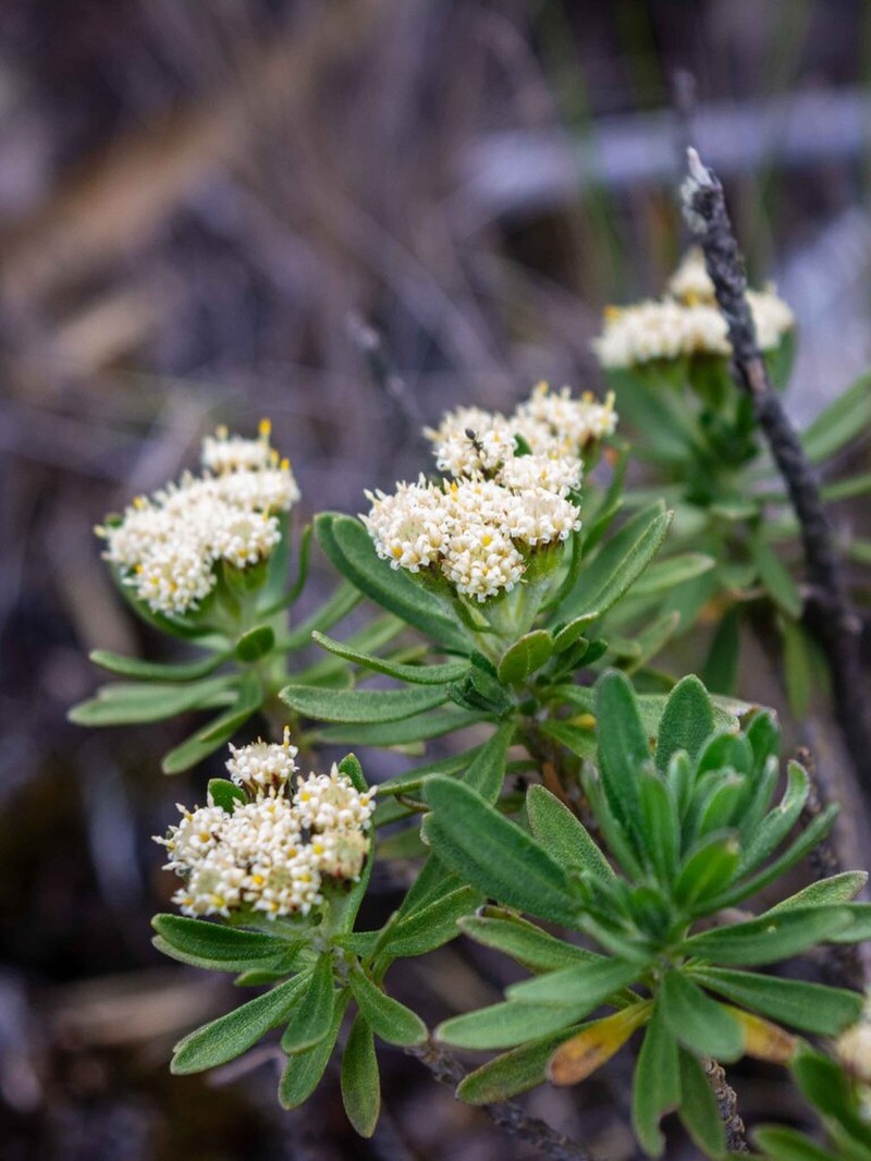 Baccharis dubia photo 2