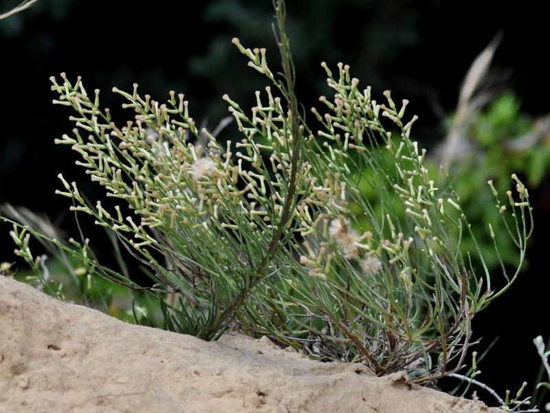 Baccharis dunensis photo 2