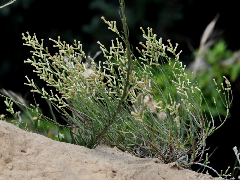 Baccharis dunensis photo 3