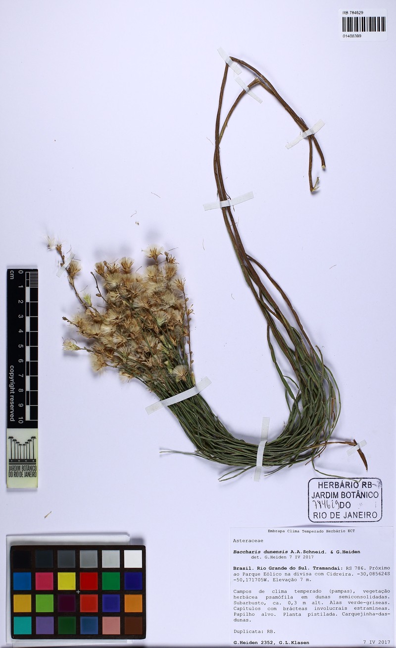 Baccharis dunensis photo 4