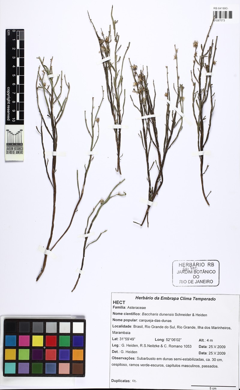 Baccharis dunensis photo 5