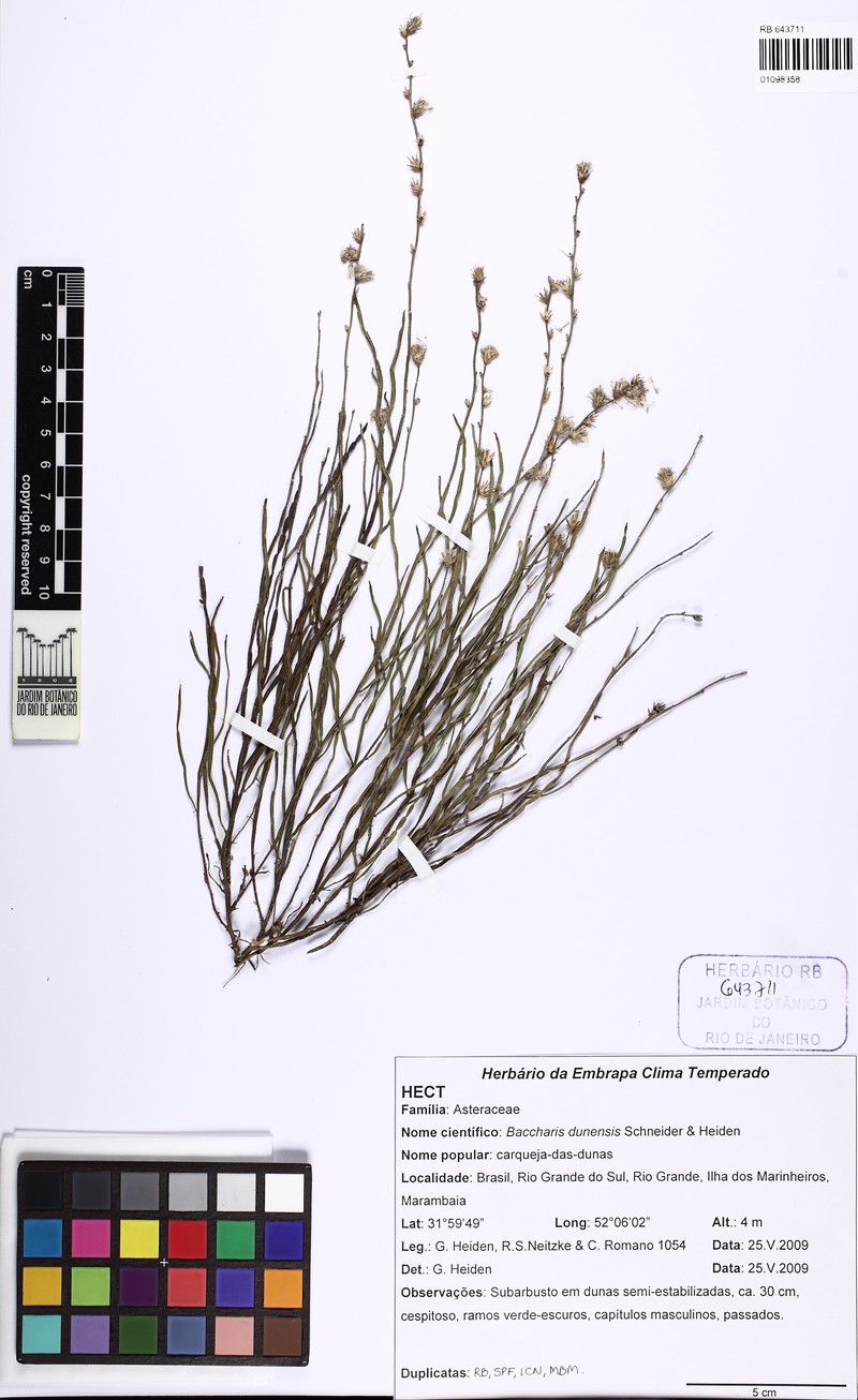 Baccharis dunensis photo 6