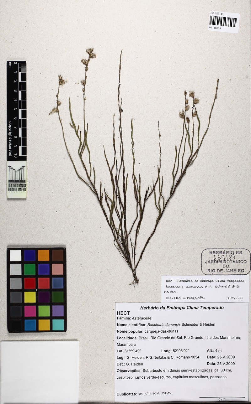 Baccharis dunensis photo 7