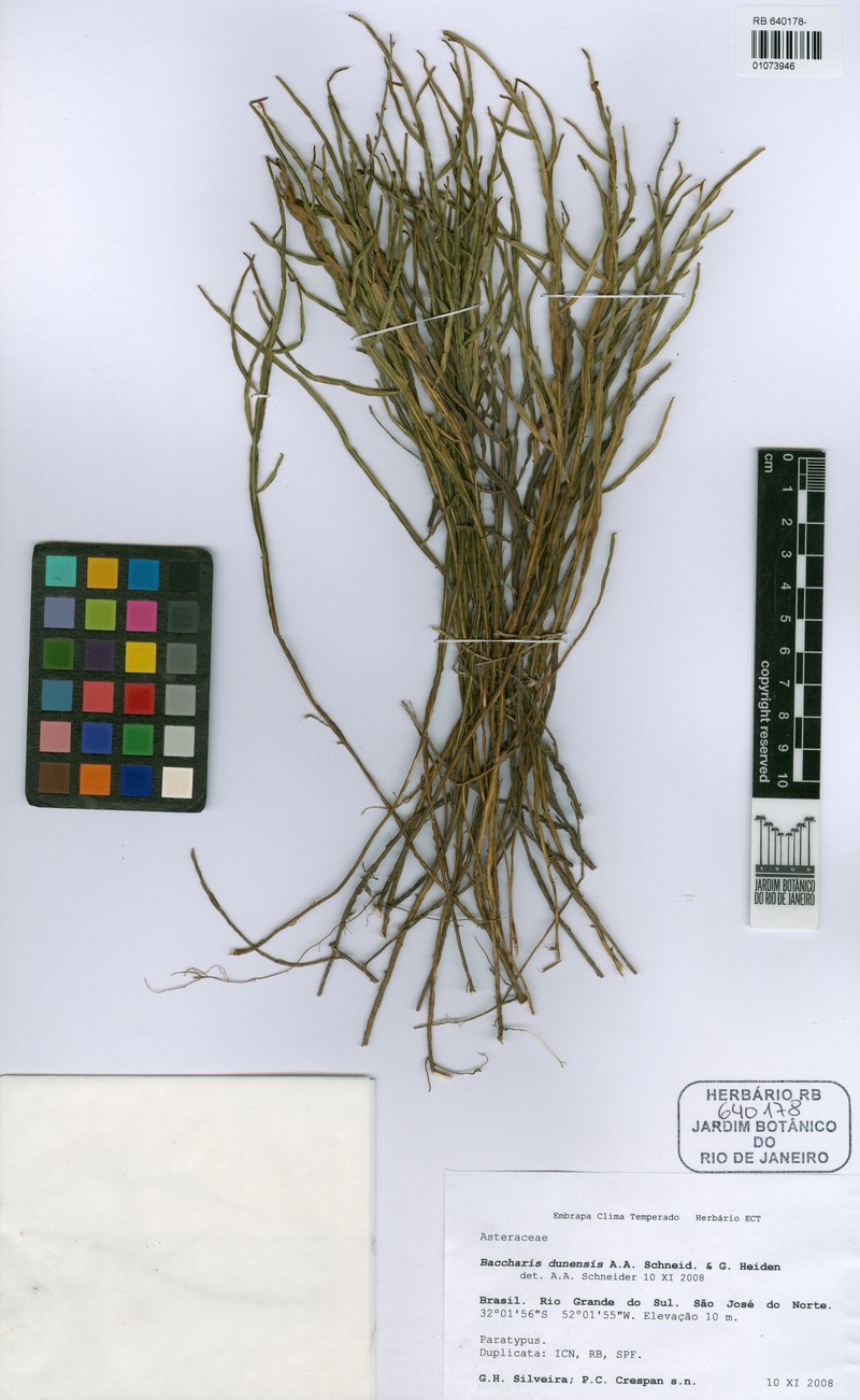 Baccharis dunensis photo 8