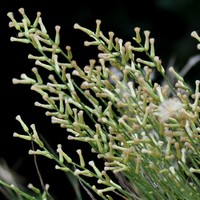 Baccharis dunensis