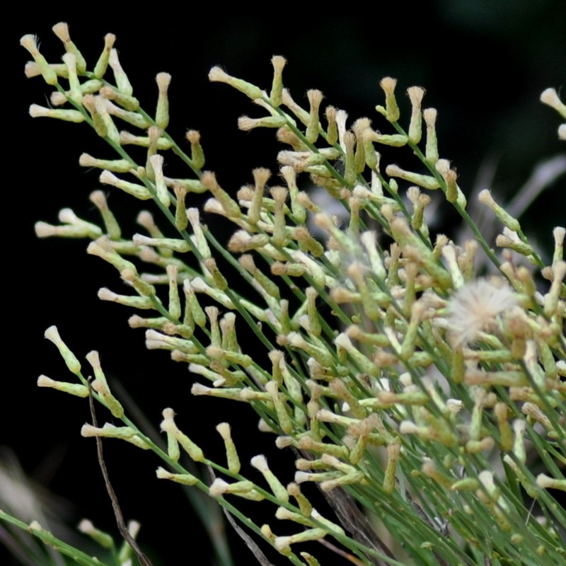 Baccharis dunensis