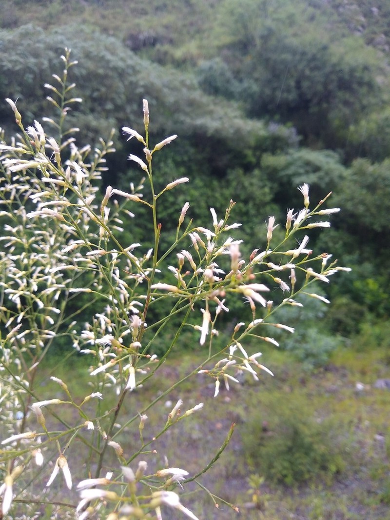 Baccharis effusa