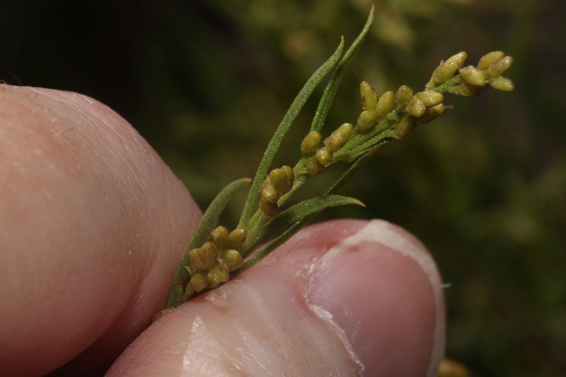 Baccharis effusa photo 2