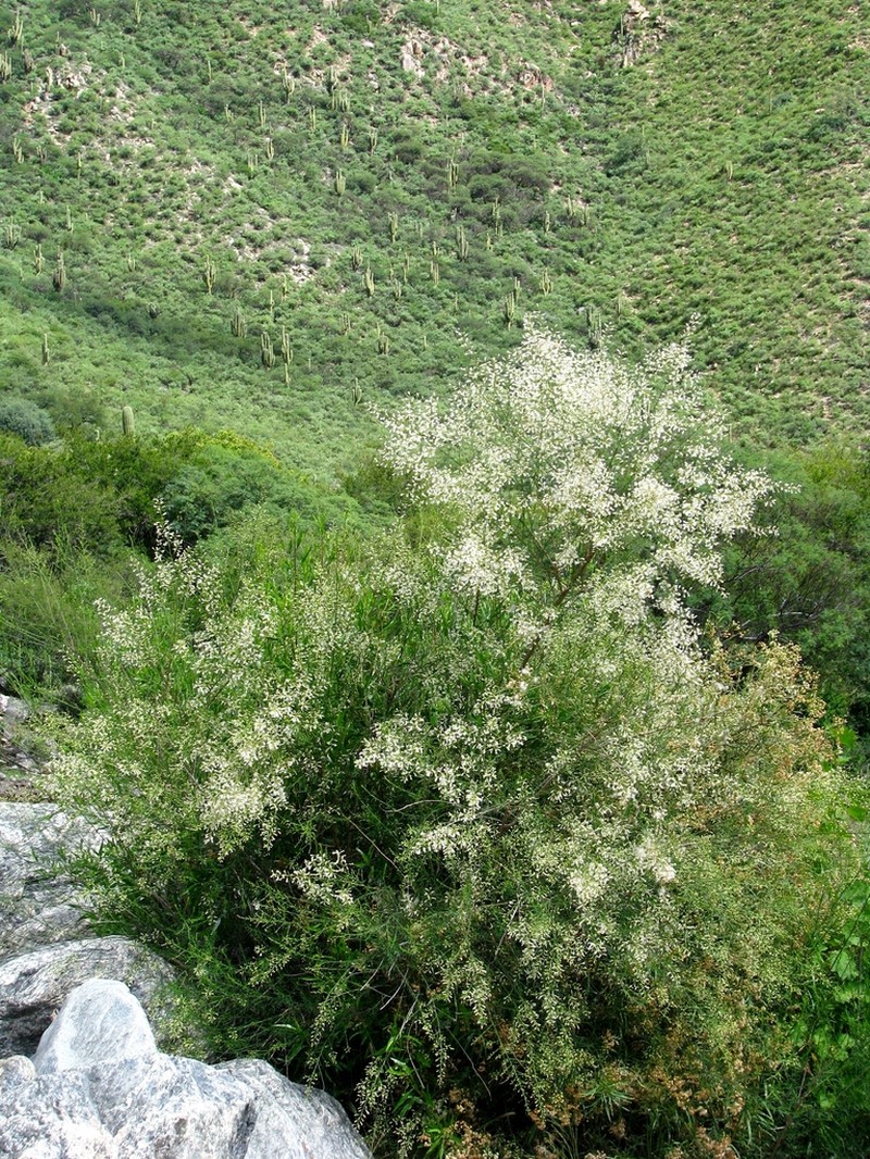 Baccharis effusa photo 3