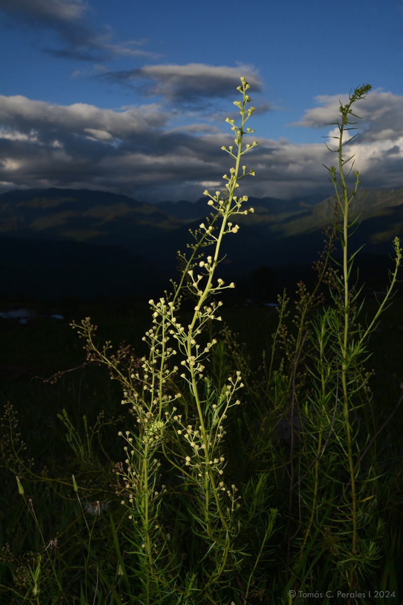 Baccharis effusa photo 4