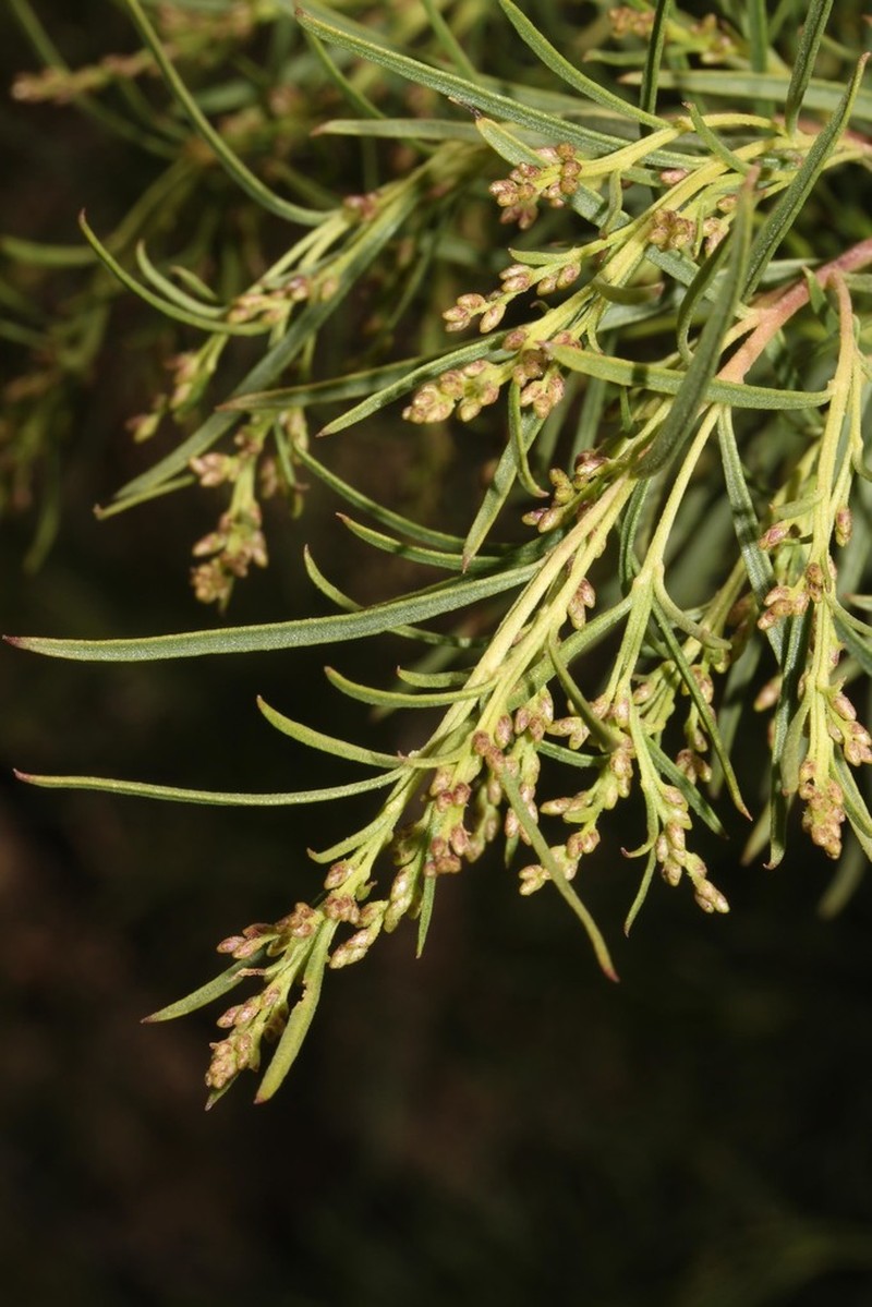 Baccharis effusa photo 5