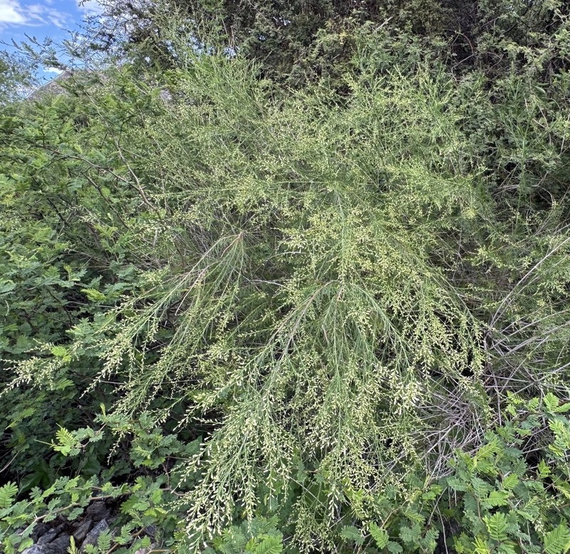 Baccharis effusa photo 7